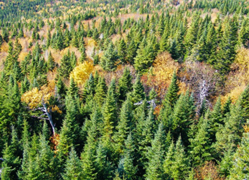 Forests Show Adaptations to Climate Change
