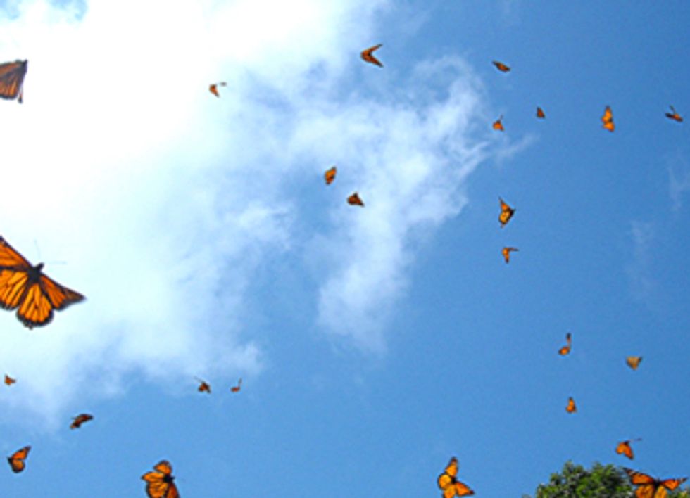 Monarch Migration Patterns Yield Clues About Pollinator Declines