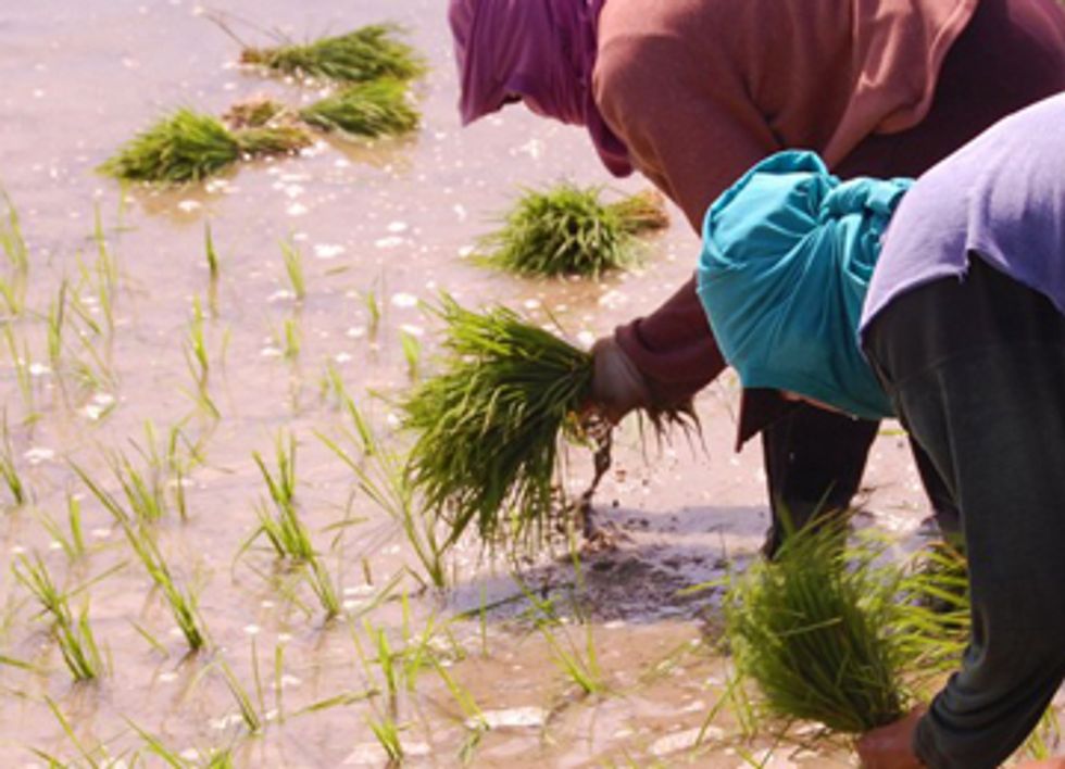 Farmers Destroy 'Golden Rice' GMO Trials in Philippines
