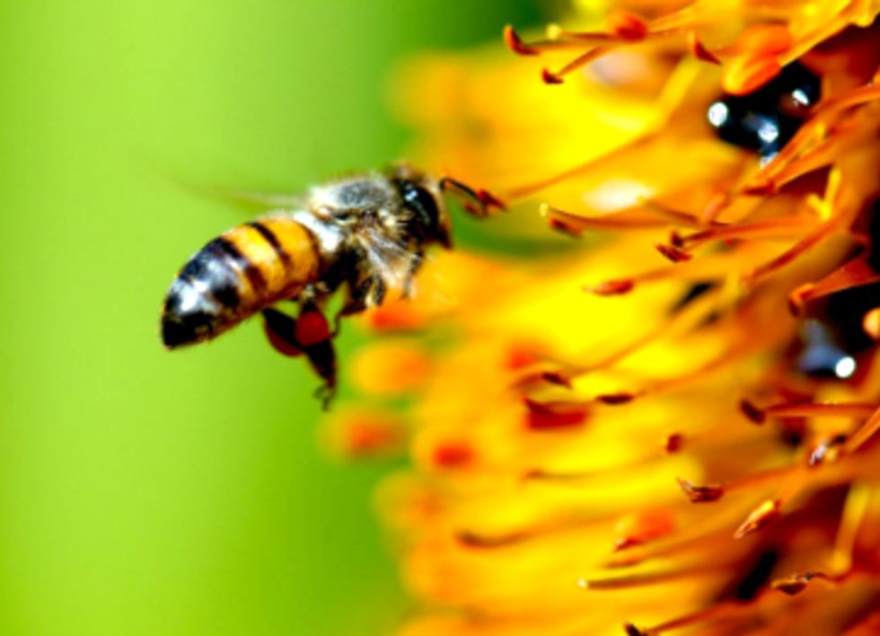 A Surprising Study of Backyard Bees