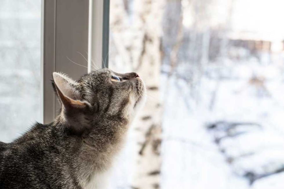 cats, cat hotel, winter, stray cats, animal welfare