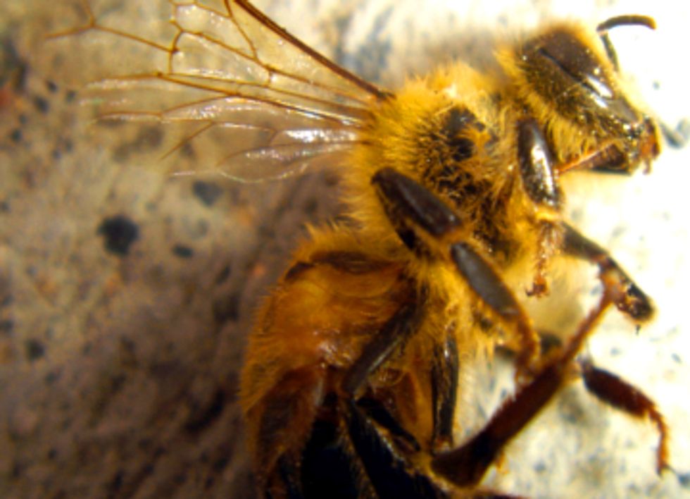 Pilot Study Finds Plants Sold As 'Bee Friendly' Pretreated With Pesticides