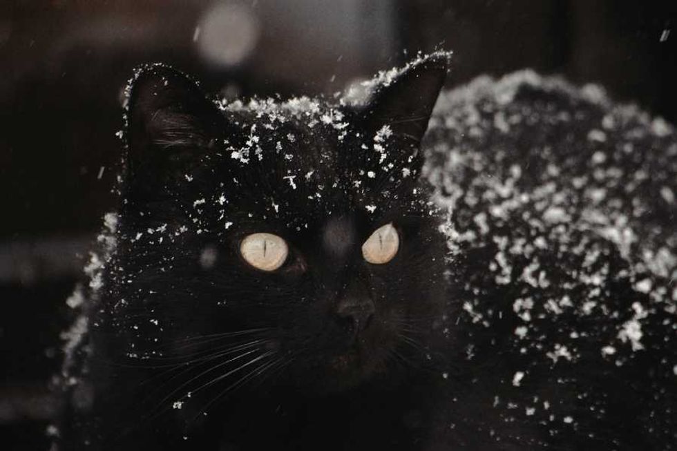 cats, cat hotel, winter, stray cats, animal welfare