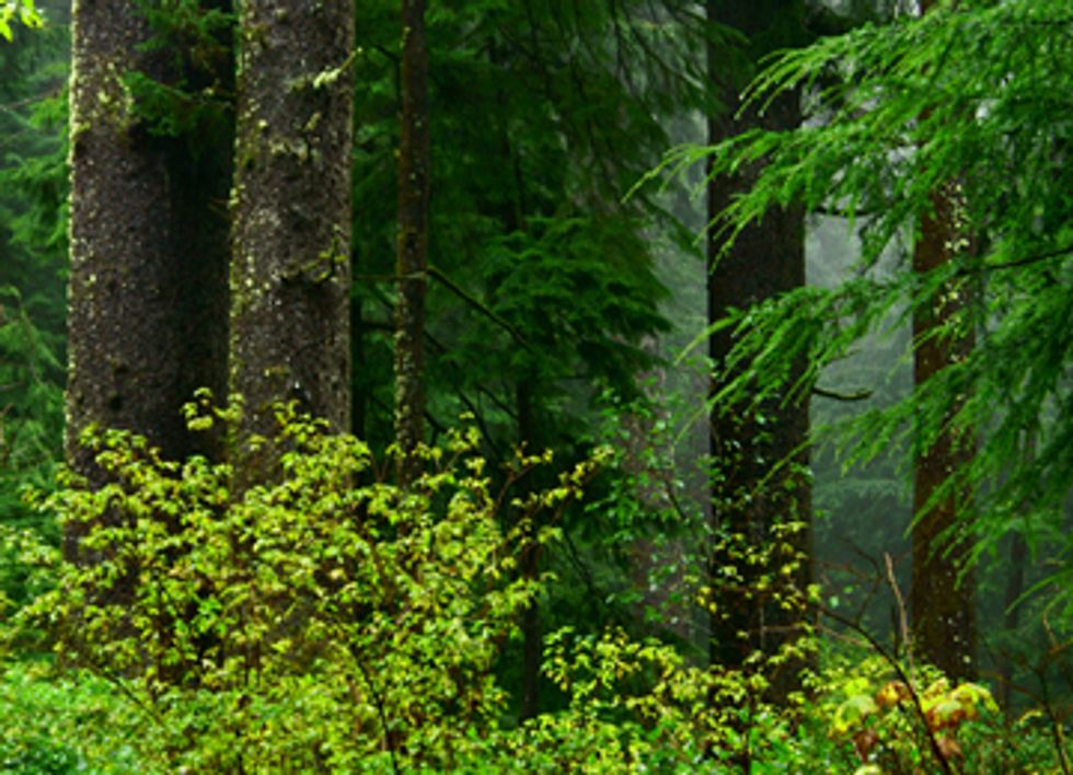 Lawsuit Challenges Plan to Log 150,000 Acres of California Old Growth Forests