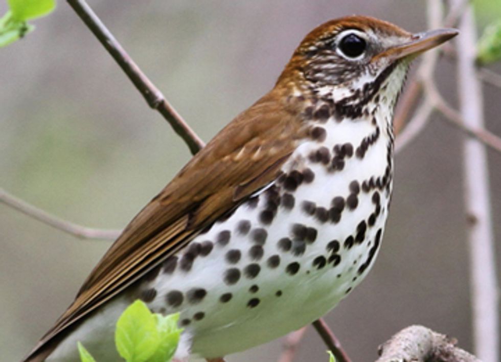 Five Types of Birds Your Grandchildren May Never See But Wish They Could