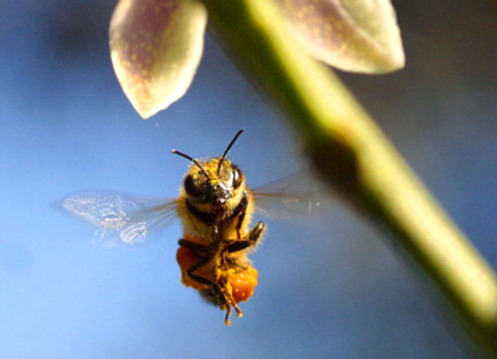EPA’s New Pesticide Label Fails to Fully Protect Honey Bees