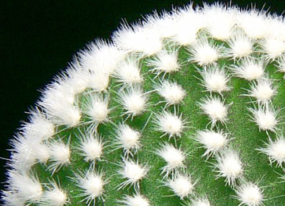 Scientists Mimic Cacti to Create Oil Spill Clean Up Method