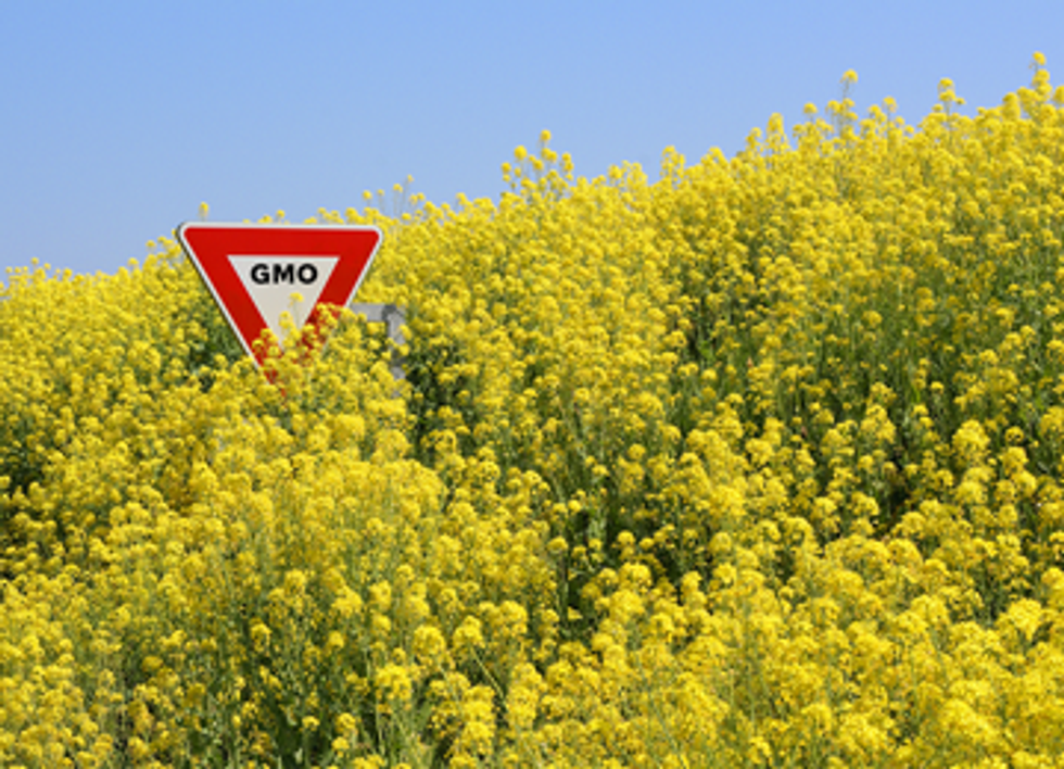 Oregon Governor Bans Canola Production Citing GMO Contamination Risks