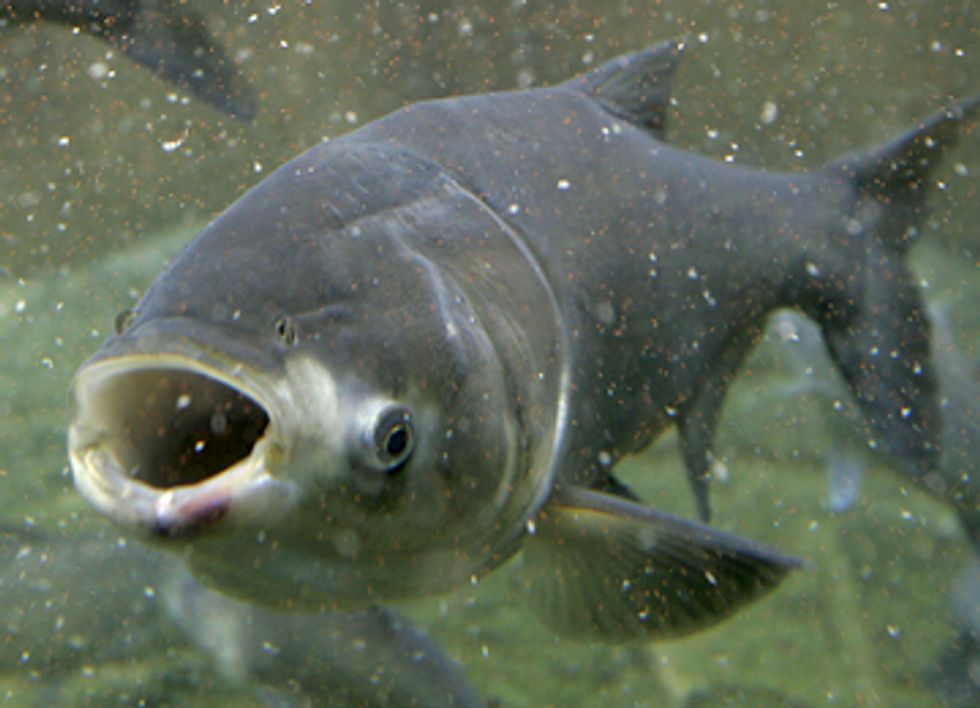 Asian Carp Quickly Advancing Toward the Great Lakes