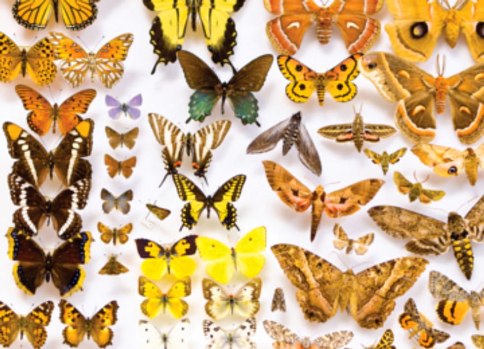 What Insects Can Tell Us About Climate Change