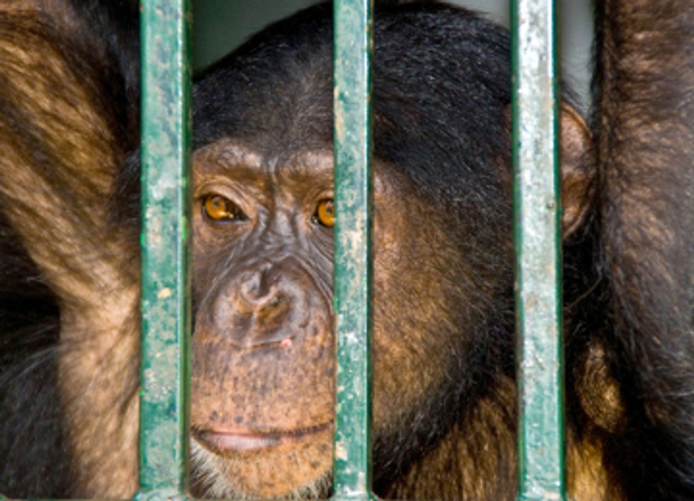 Kingpin Behind Bars for Poaching Chimps in Africa