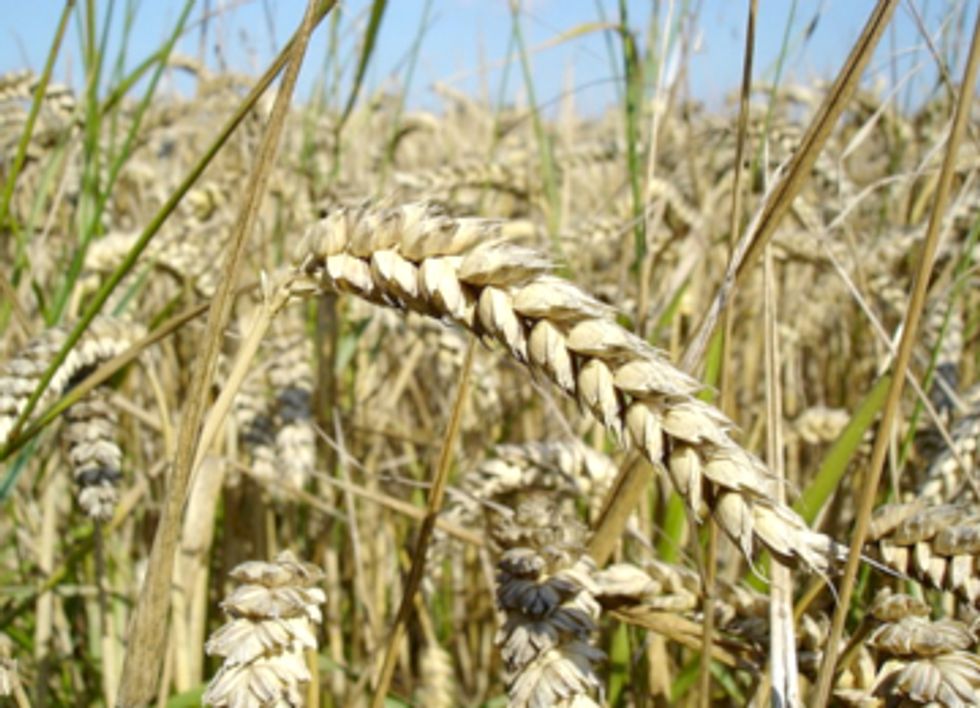 Crop Pests Move Polewards to Flee Warming Climate, Threaten Global Food Security