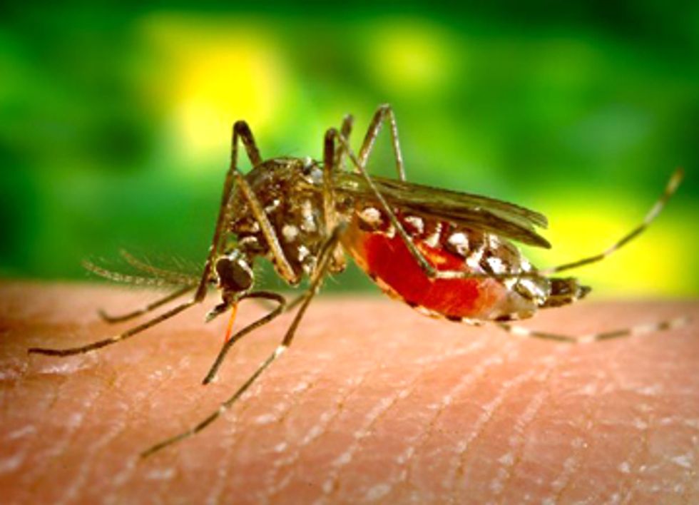 Mosquito Spraying Ineffective and Toxic to Wildlife and Humans