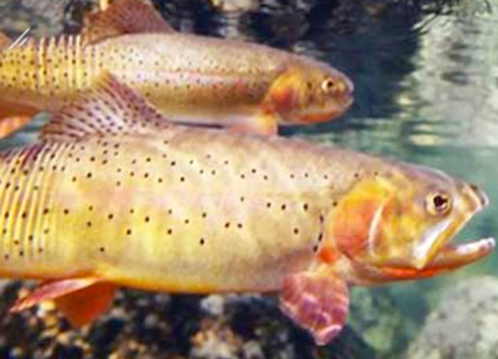 New Report Details How Climate Change is Harming Freshwater Fish
