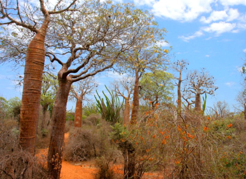 Protecting One-Fifth of Earth's Land Could Save Two-Thirds of Plant Species
