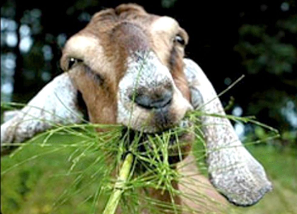 Weed Eating Goats Used to Reduce Risk of California Wildfires