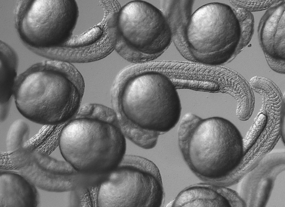 Researchers Assess the Impacts of Living in a Chemical Soup
