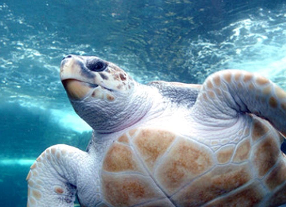 Mexico Risks U.S. Trade Embargo After Deaths of 700+ Endangered Sea Turtles