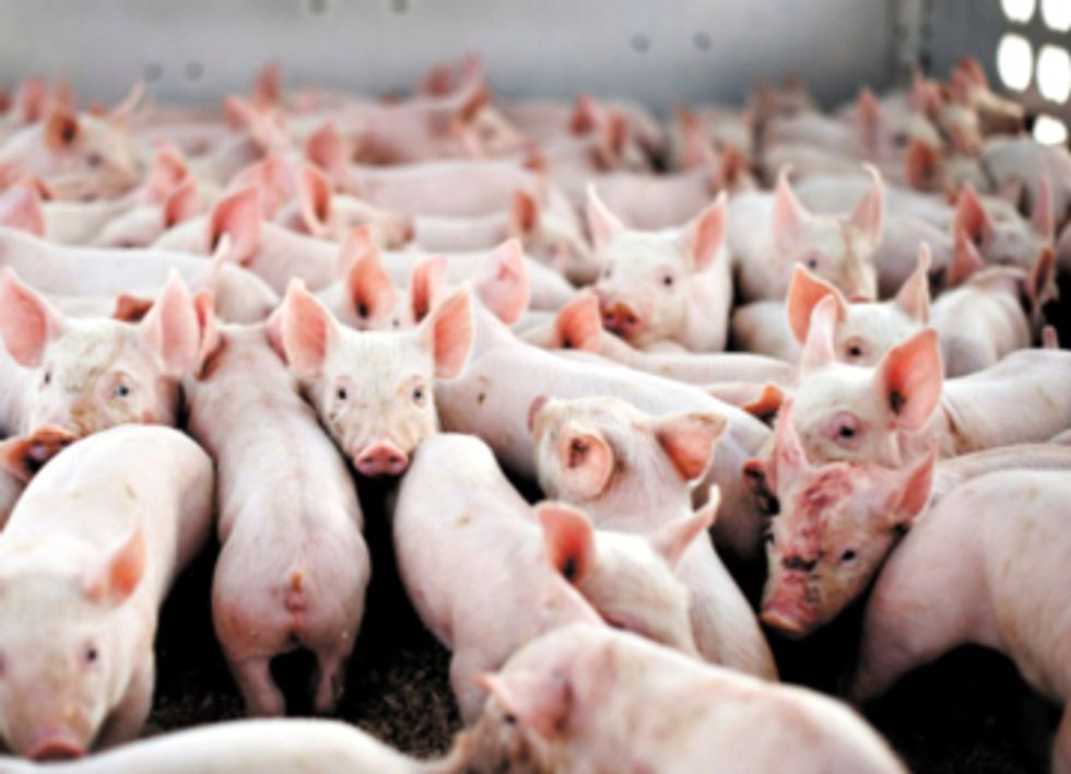 CDC Report Links Antibiotics in Agriculture to Rise of Superbugs