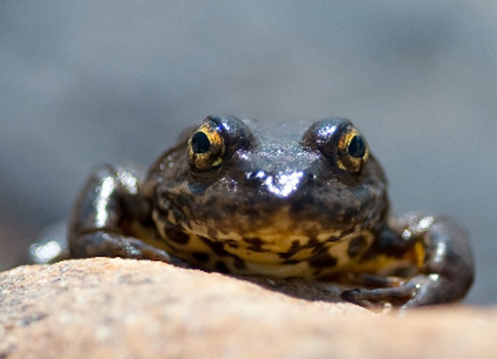 10 Reptiles and Amphibians Pushed Toward Extinction in the U.S.