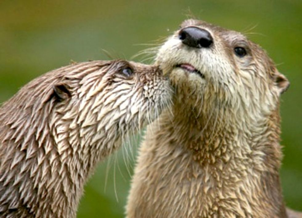 5 Great Lakes Species Facing Threats From Big Oil Pipelines