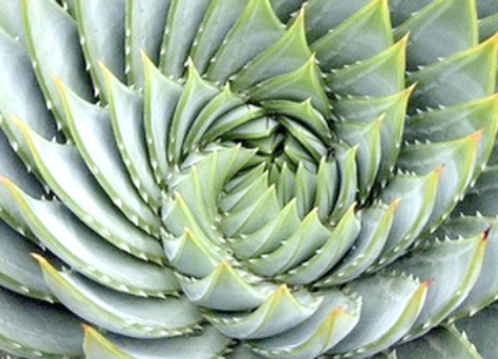 Biomimicry Superstars to Speak at 24th Annual Bioneers Conference