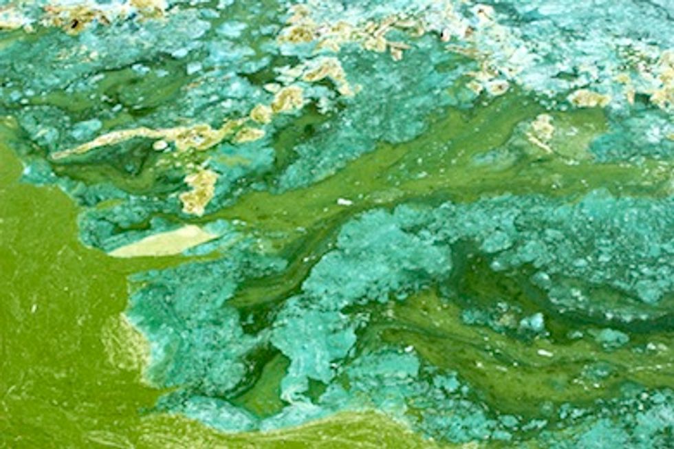 Will Court Decision on Gulf Dead Zone Reduce Dangerous Algae Growth in American Waters?