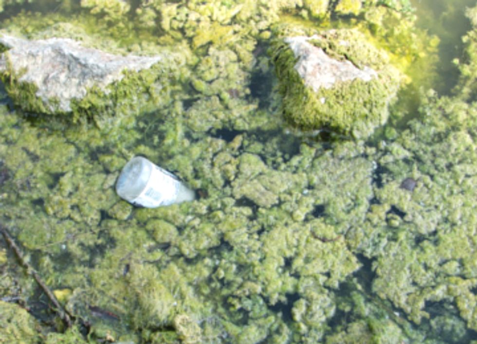 Toxic Algae Plagues U.S.