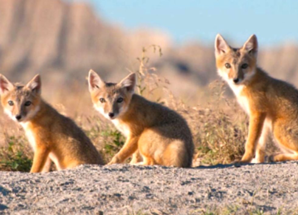 State Department Ignores Keystone XL Impact on Endangered Species