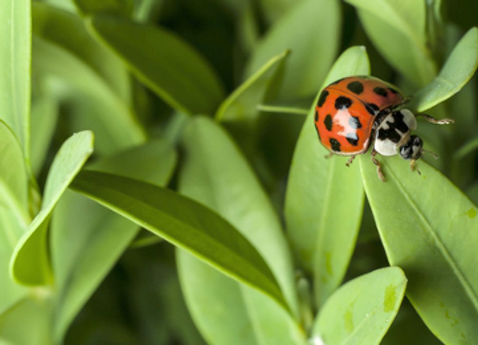 Widespread Use of Neonicotinoids Poses Risks to More Than Bees