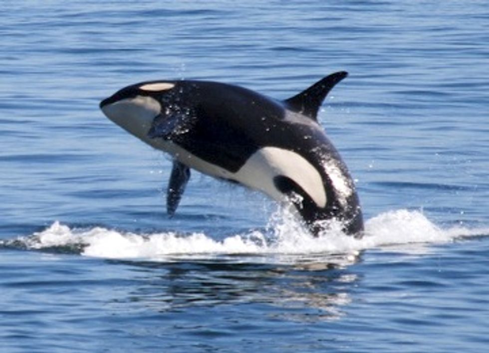 Court Rules Feds Failed to Protect Thousands of Whales and Dolphins From Navy Sonar