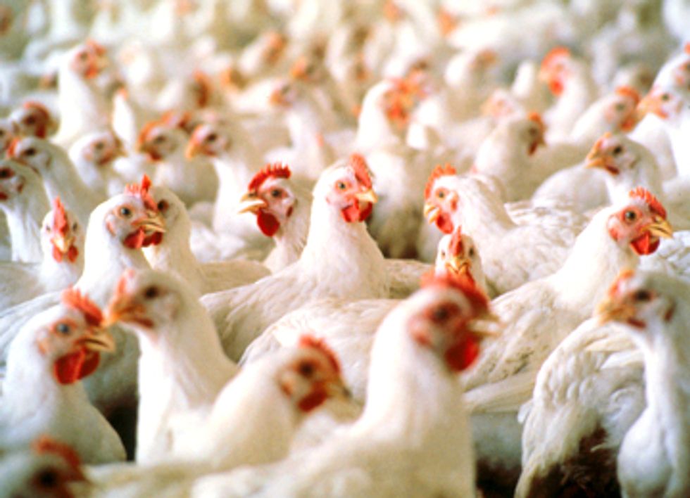 Under Threat of Lawsuit FDA to Withdraw Approvals of Arsenic in Animal Feed