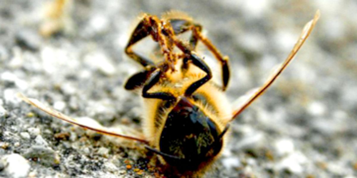 Вымершие насекомые. National Geographic вымирание насекомых. Вспышки численности насекомых. Исчезнувшие насекомые в ХМАО.