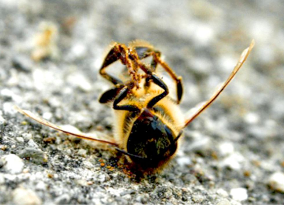 Pesticides to Blame for Massive Bee Deaths in Minnesota