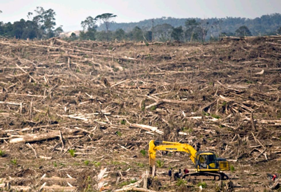 Protect Rainforests and Wildlife With Palm-Oil-Free Halloween Candy