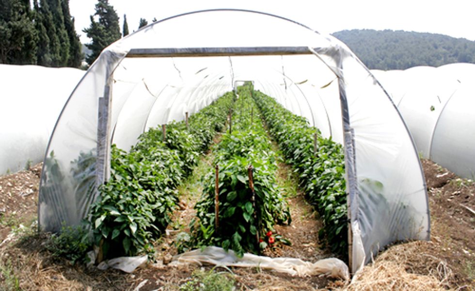 Grow Food All Winter With a Hoop House