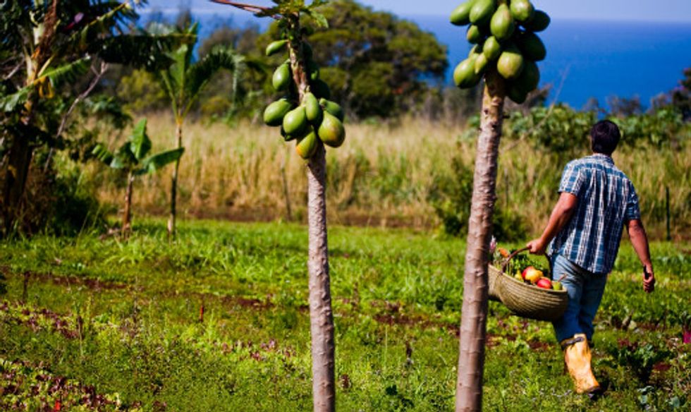 Will Hawaii's Big Island Ban GMO Farming?