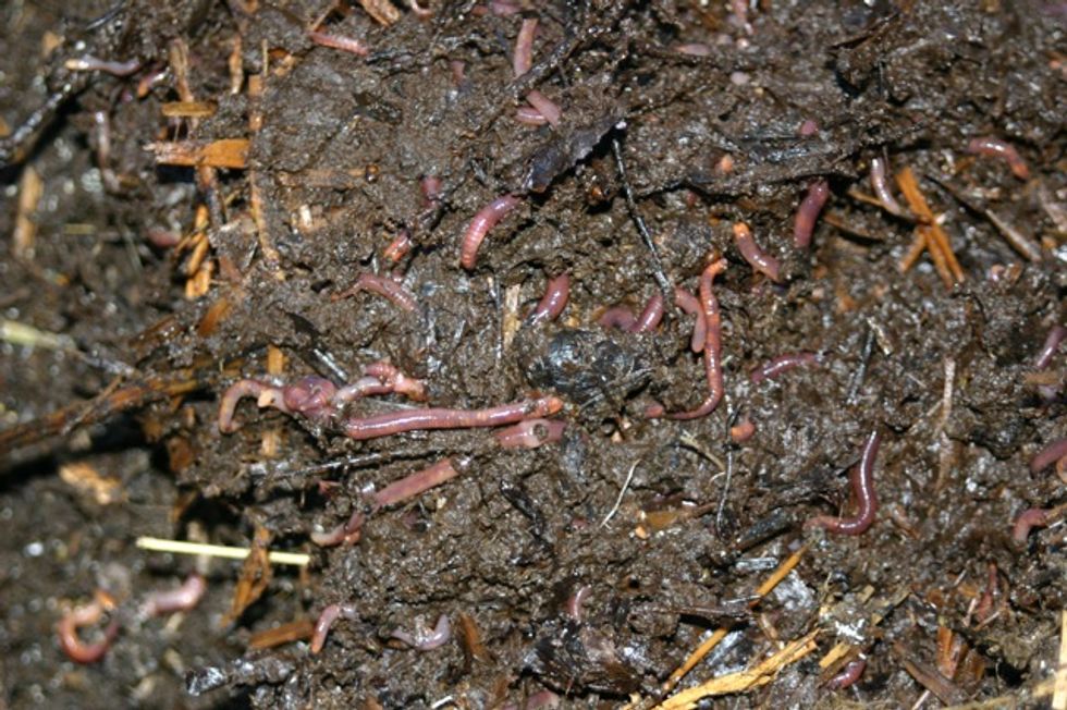 Vermiculture: An Easy Alternative to Outdoor Composting