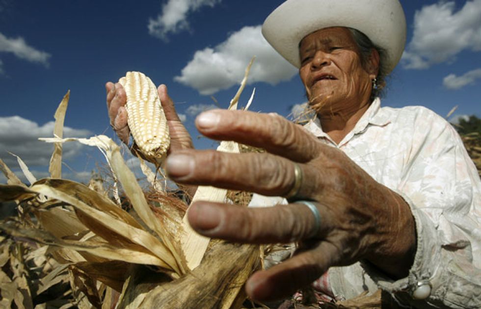 Mexico Bans GMO Corn Effective Immediately