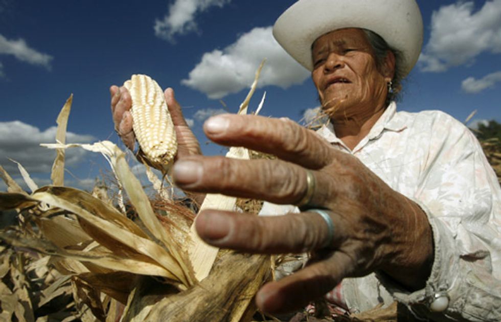 Mexico Bans GMO Corn Effective Immediately EcoWatch