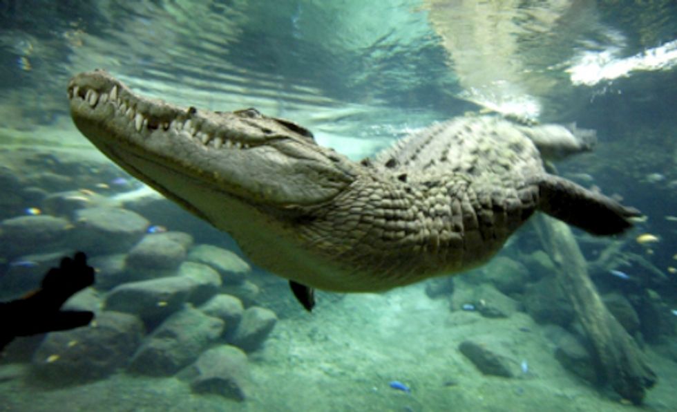 Buy Organic Bananas, Save Crocodiles