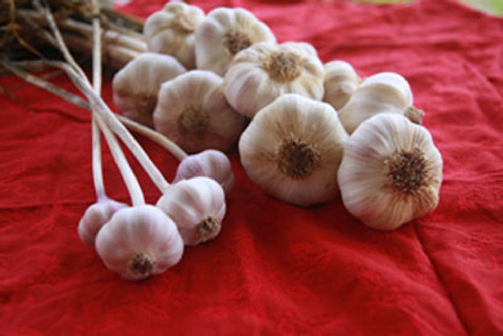 Plant Garlic Now for Great Flavor and Big Bulbs Next Summer