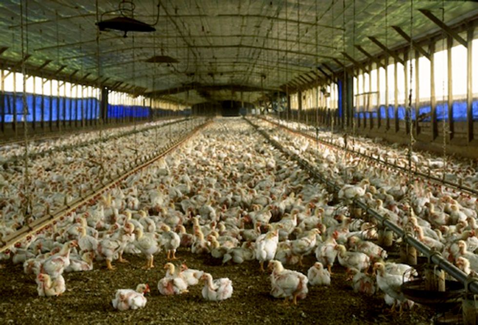 Appalling Lack of Progress in Factory Farm Policies Despite Increased Public Awareness