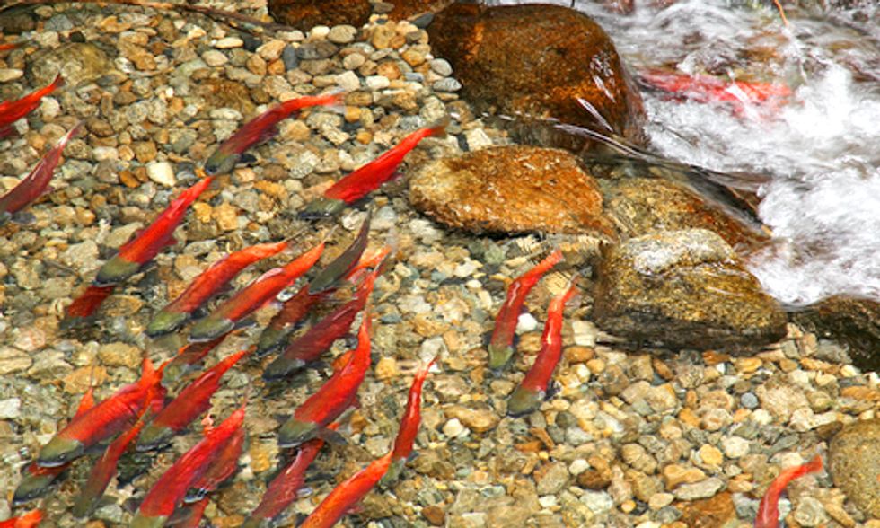 Salmon Face Upstream Battle as Blueprints for Recovery Are Ignored