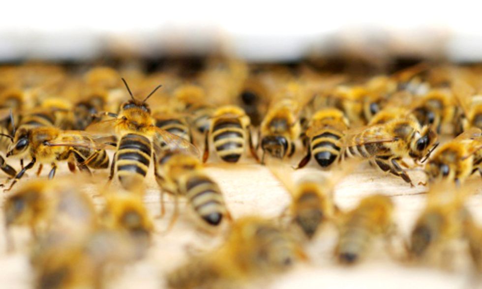 Scientists Discover Key Molecule Linking Neonicotinoids to Honey Bee Viruses