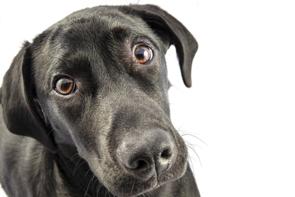 Jerky Treats Kill Hundreds of Dogs Exposing Need to List Country of Origin