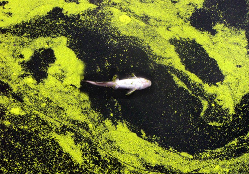 Toxic Algal Blooms Connected to Climate Change and Industrial Agriculture