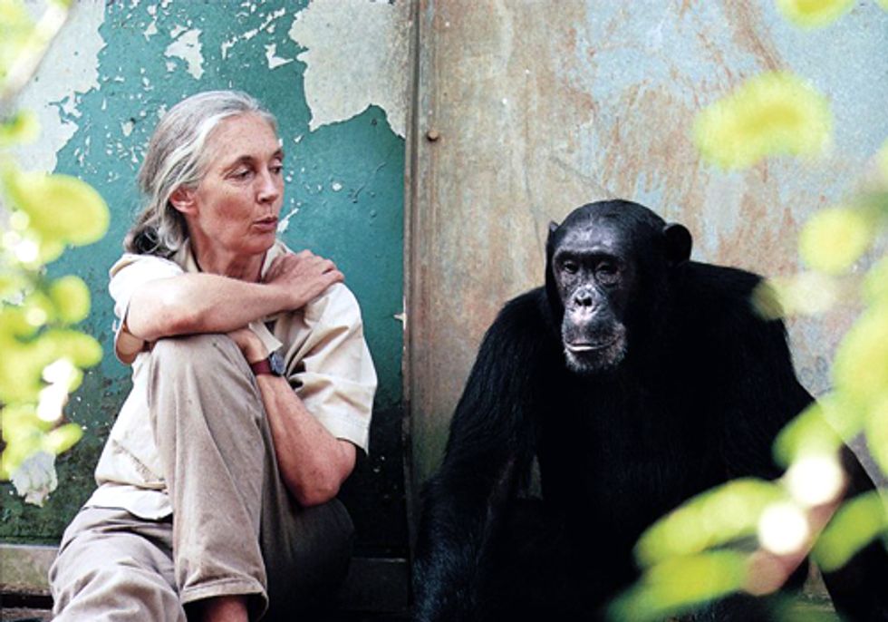Jane Goodall Institute Revolutionizes Chimpanzee Protection With High-Tech Tools