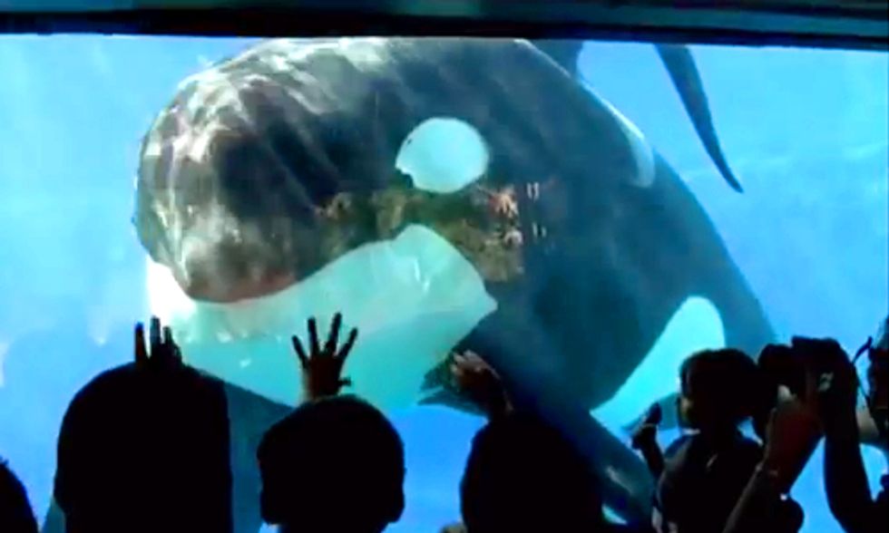 Blackfish Documentary Exposes Industry Cruelty of Orca Whales in Captivity