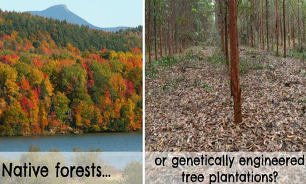 University of Florida Threatens Arrest and Evicts Anti-GE Tree Campaigners From Campus